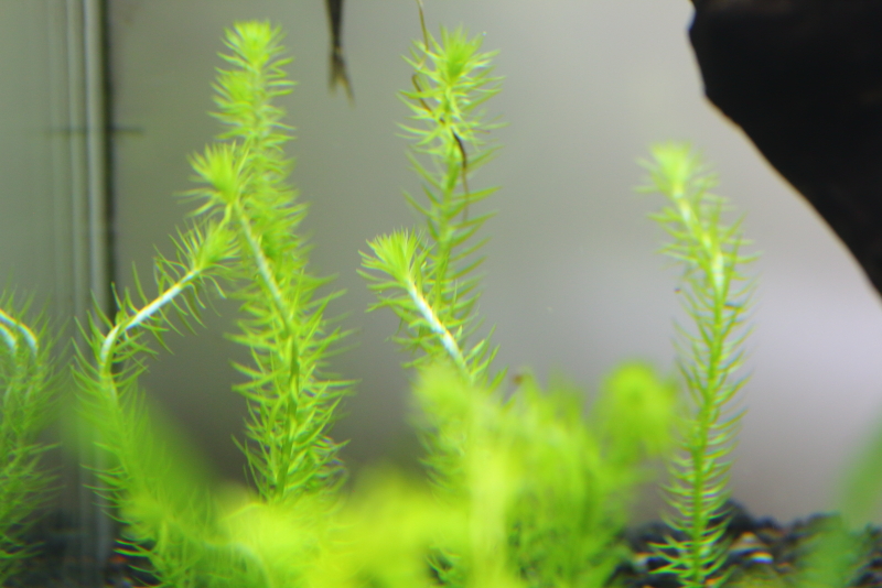 植栽から1日目　水上葉　マヤカ